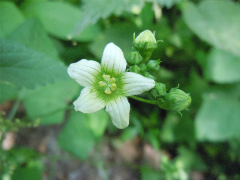 Dagli Astroni:  Bryonia cretica